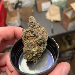 Kopen Jealousy Strain